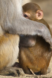 Rhesus macaque