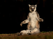 Ringtailed lemur