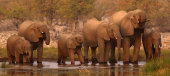 African elephants