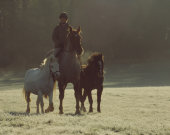 Three horses