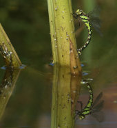 Southern hawker