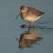 Spotted redshank