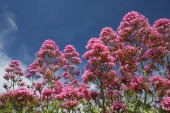 Red valerian