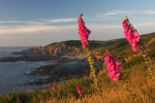 Bull Point