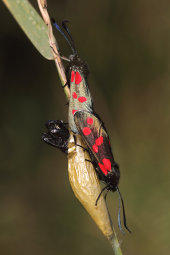 Six-spot burnet moths