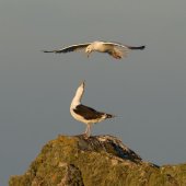 Great black-backed gulls