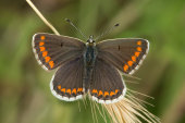 Brown argus