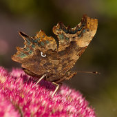 Comma