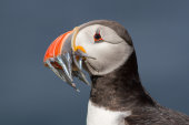Auks