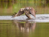 Osprey