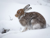 Mountain hare