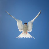 Arctic tern