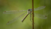 Emerald damselfly
