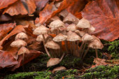 Clustered bonnet