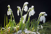 Snowdrops