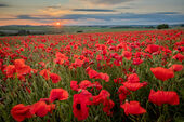 Poppies, West Kennet