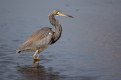 Little blue heron