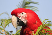 Red-and-green macaw