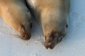 Galapagos sea lions