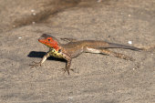 Galapagos lava lizard