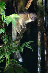 Olinguito
