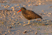 Blackish oystercatcher