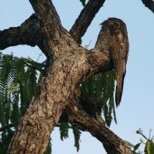 Common potoo