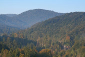 Beech forest