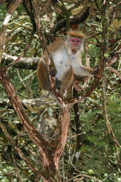 Toque macaque