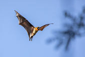 Madagascar Flying Fox