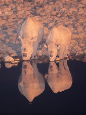 Black Rhinoceros at Night
