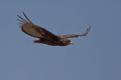 African hawk eagle