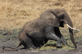 African elephants