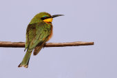 Little bee-eater