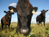 Curious bullocks