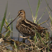 Snipe