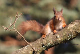 Brownsea Island