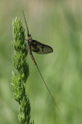 Mayfly