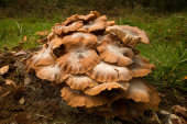 Honey Fungus