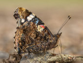 Red admiral