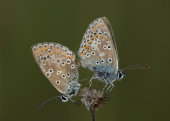 Brown argus