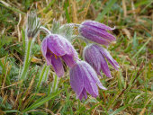 Pasqueflower
