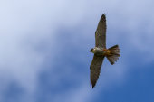 Hobby