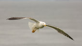 Lesser black-backed gull