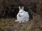 Mountain hare