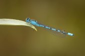 Common blue damselfly