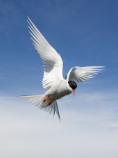 Arctic tern