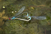 Small red-eyed damselflies