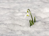 Snowdrop