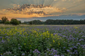 Phacelia and mustard, Beckhampton